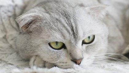 九游网页版官网-布莱顿战术灵活多变，海鸥军团欲再创佳绩，布莱顿为什么叫海鸥