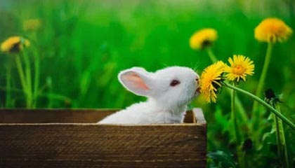 九游下载安装-KPL季后赛席位争夺激烈，kpl季后赛几个席位